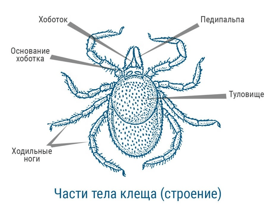 На фото описано строение клещей